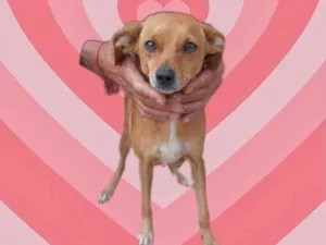 Cachorro raça Srd idade 1 ano nome Marie Louise porteP 
