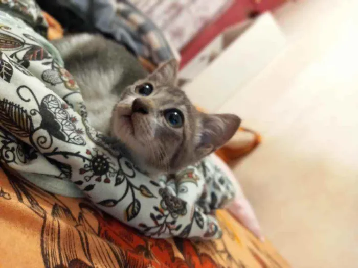 Gato raça Gato idade 2 a 6 meses nome Sem nome 