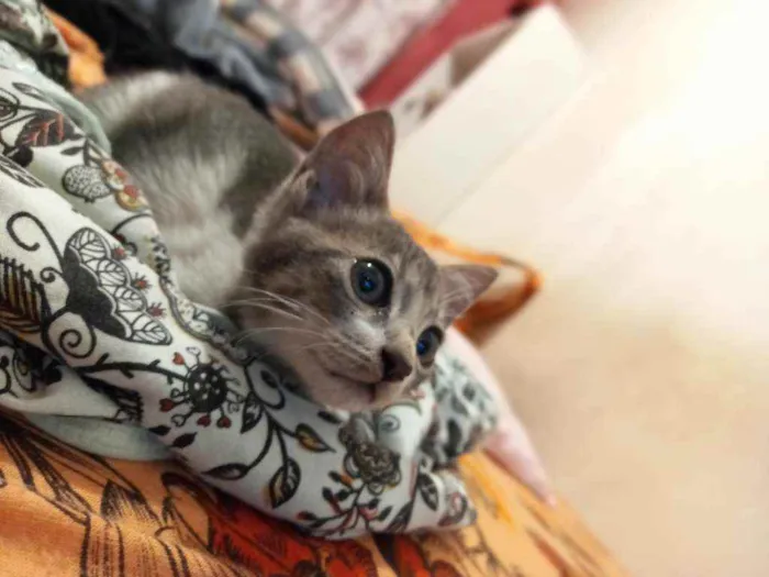 Gato raça Gato idade 2 a 6 meses nome Sem nome 
