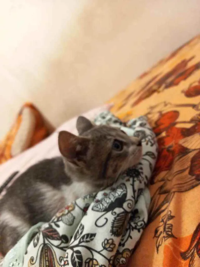 Gato raça Gato idade 2 a 6 meses nome Sem nome 