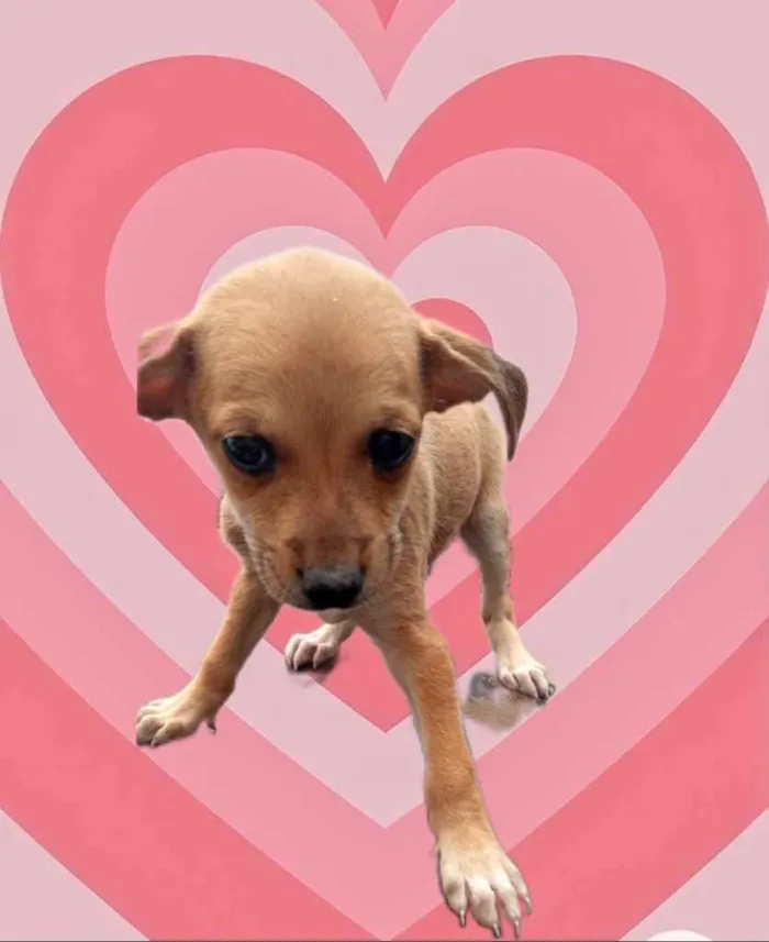 Cachorro raça Srd idade 2 a 6 meses nome Ying bb2meses 