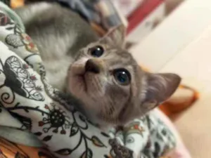 Gato raça Gato idade 2 a 6 meses nome Sem nome 