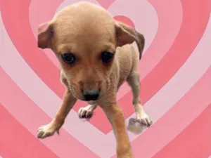 Cachorro raça Srd idade 2 a 6 meses nome Ying bb2meses 