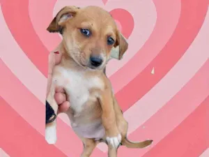 Cachorro raça Srd idade 2 a 6 meses nome Anne bb2meses porteP