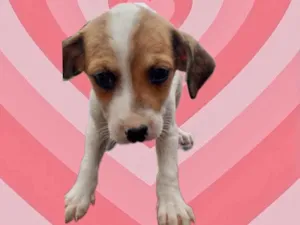 Cachorro raça Srd idade 2 a 6 meses nome Julie bb2meses 