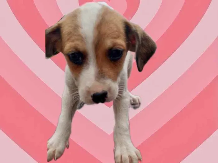 Cachorro raça Srd idade 2 a 6 meses nome Julie bb2meses 