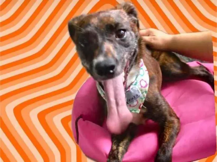 Cachorro raça Pinscher mix srd idade 7 a 11 meses nome Molly bb9meses 