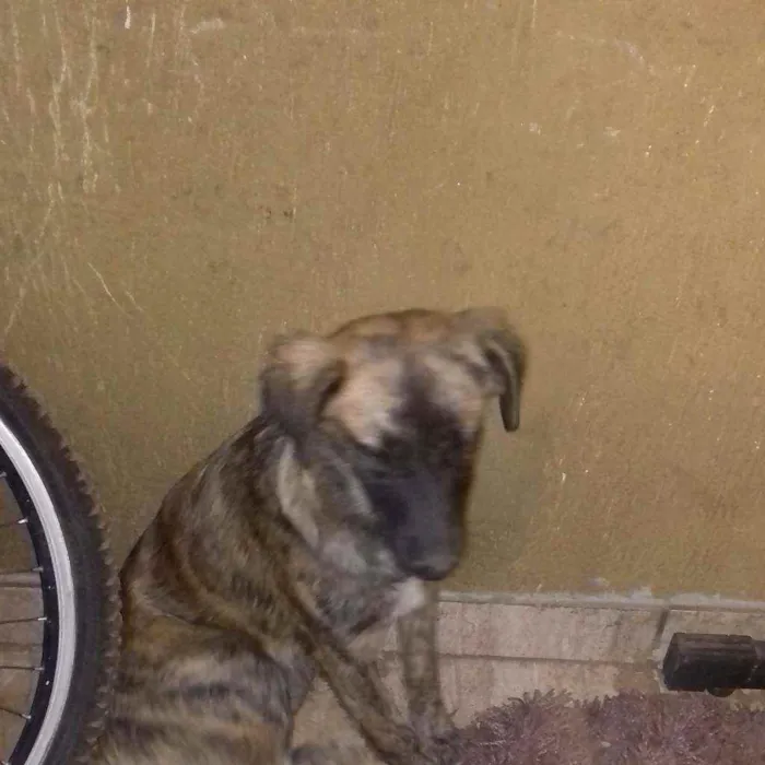 Cachorro ra a Mestiços srd idade 2 a 6 meses nome Filhotes