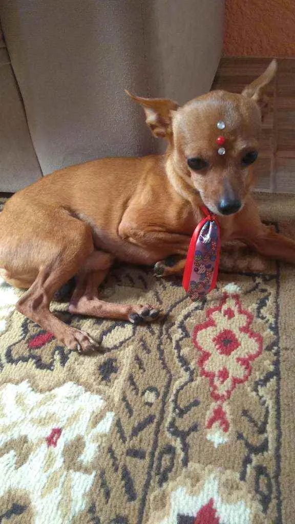 Cachorro ra a Pincher idade 6 ou mais anos nome Marley