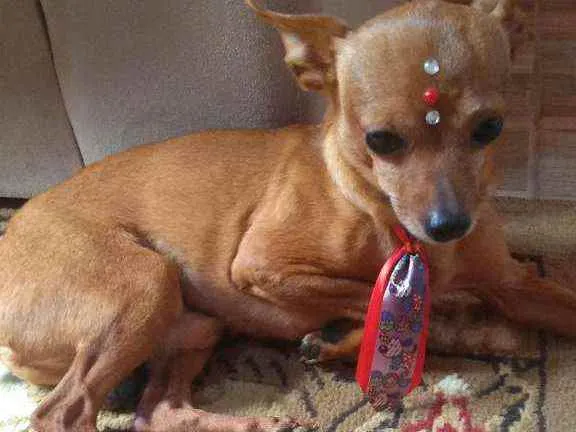 Cachorro ra a Pincher idade 6 ou mais anos nome Marley