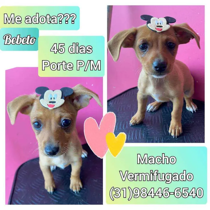 Cachorro raça SRD idade Abaixo de 2 meses nome Bebeto