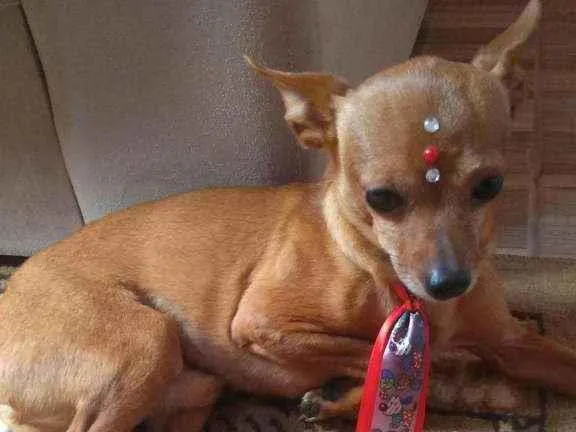 Cachorro ra a Pincher idade 6 ou mais anos nome Marley