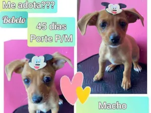 Cachorro raça SRD idade Abaixo de 2 meses nome Bebeto
