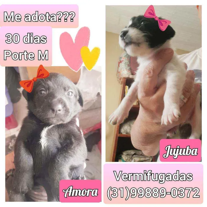 Cachorro raça SRD idade Abaixo de 2 meses nome Jujuba e Amora