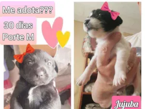 Cachorro raça SRD idade Abaixo de 2 meses nome Jujuba e Amora