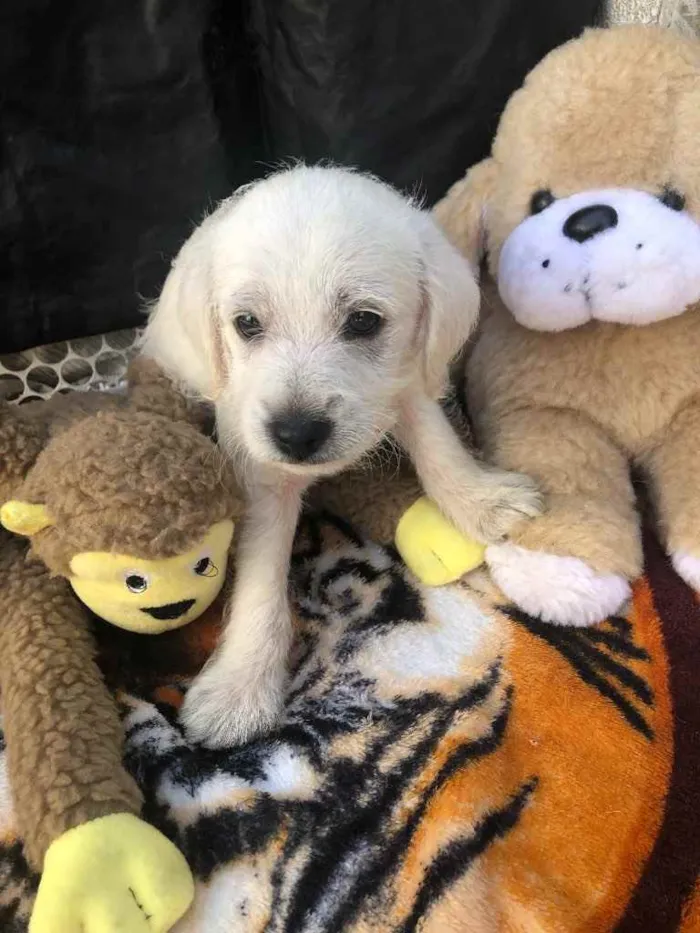 Cachorro raça SRD idade Abaixo de 2 meses nome Sem Nome