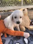 Cachorro raça SRD idade Abaixo de 2 meses nome Sem Nome