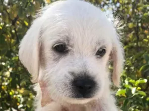 Cachorro raça SRD idade Abaixo de 2 meses nome Sem Nome