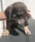 Cachorro raça SRD  idade Abaixo de 2 meses nome Sem Nome
