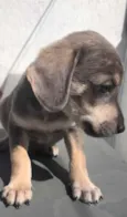 Cachorro raça SRD  idade Abaixo de 2 meses nome Sem Nome