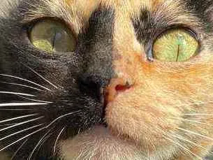 Gato ra a srd tricolor idade 1 ano nome ** COCKIE **