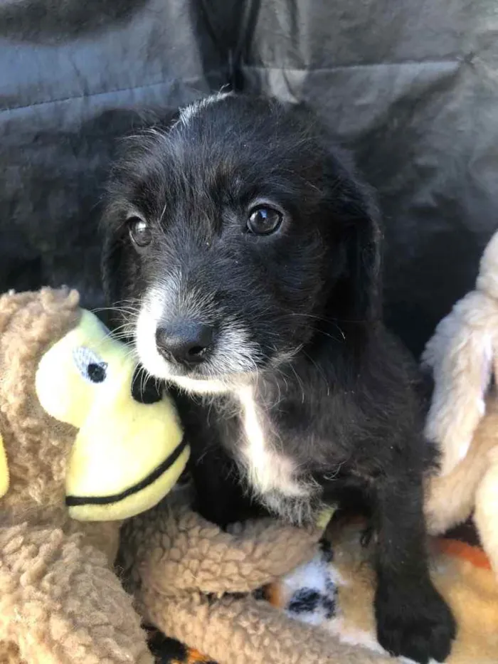 Cachorro raça SRD  idade Abaixo de 2 meses nome Sem Nome