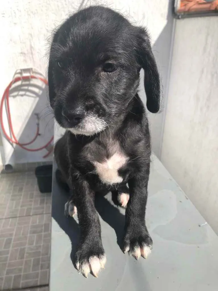 Cachorro raça SRD  idade Abaixo de 2 meses nome Sem Nome