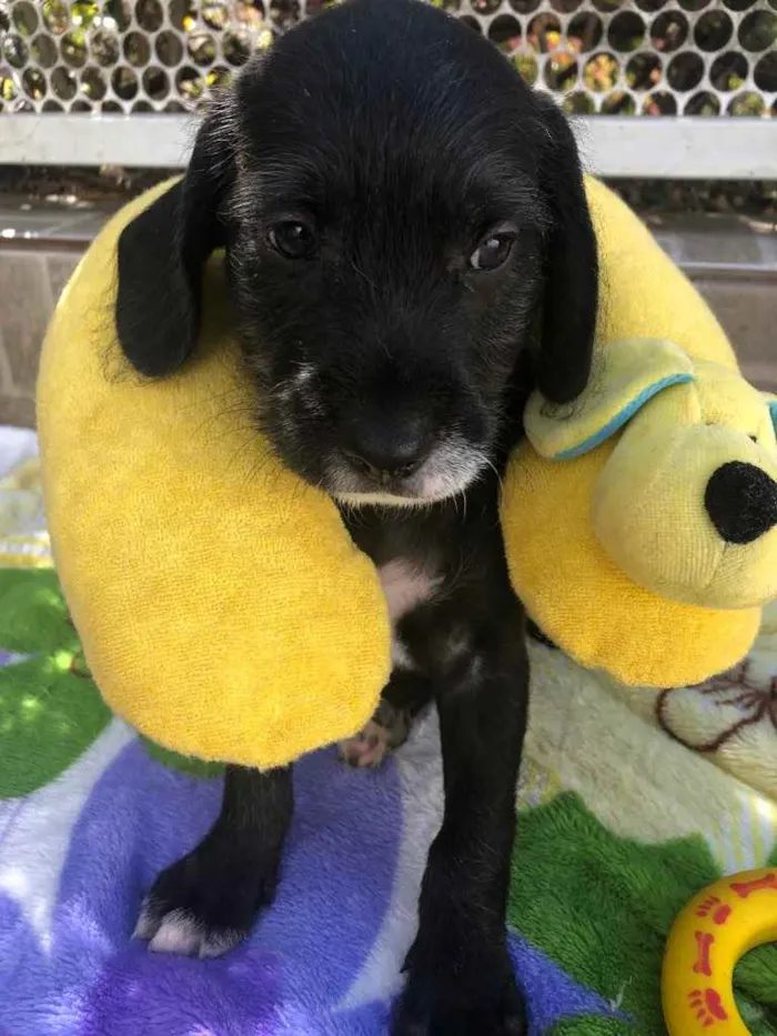 Cachorro raça SRD  idade Abaixo de 2 meses nome Sem Nome