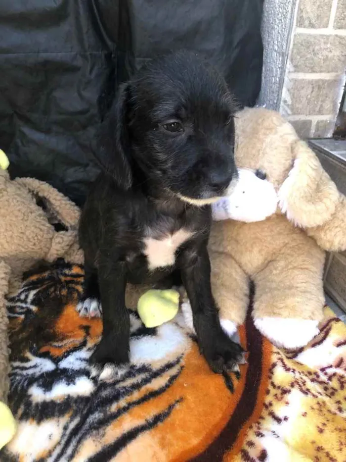 Cachorro raça SRD  idade Abaixo de 2 meses nome Sem Nome