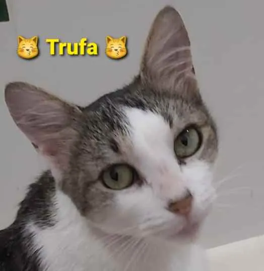 Gato ra a srd idade 2 a 6 meses nome * TRUFA *