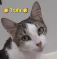 * TRUFA *