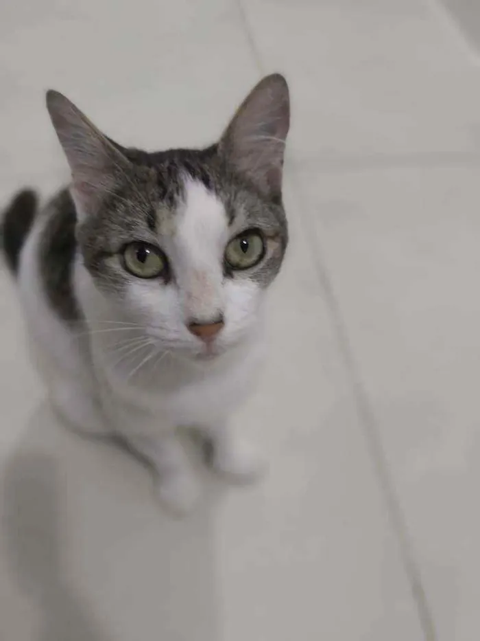 Gato ra a srd idade 2 a 6 meses nome * TRUFA *