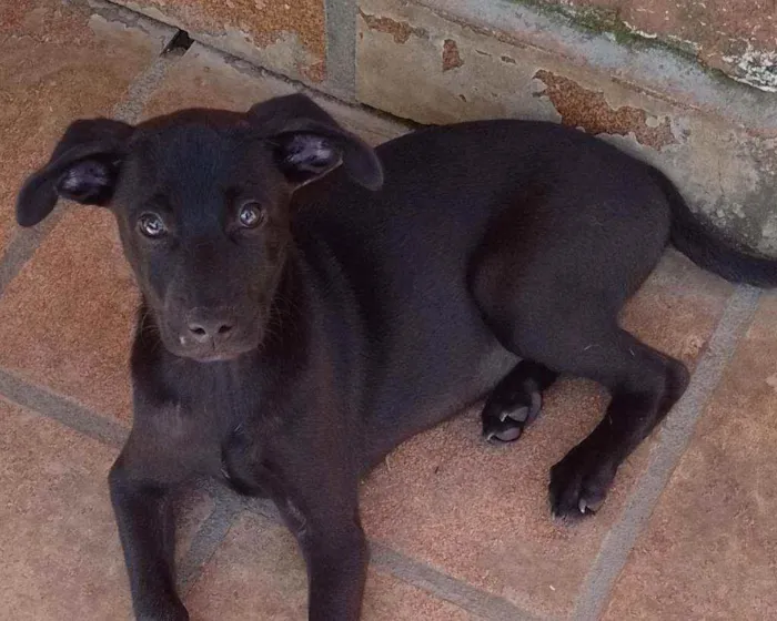 Cachorro ra a Srd idade 2 a 6 meses nome Nico