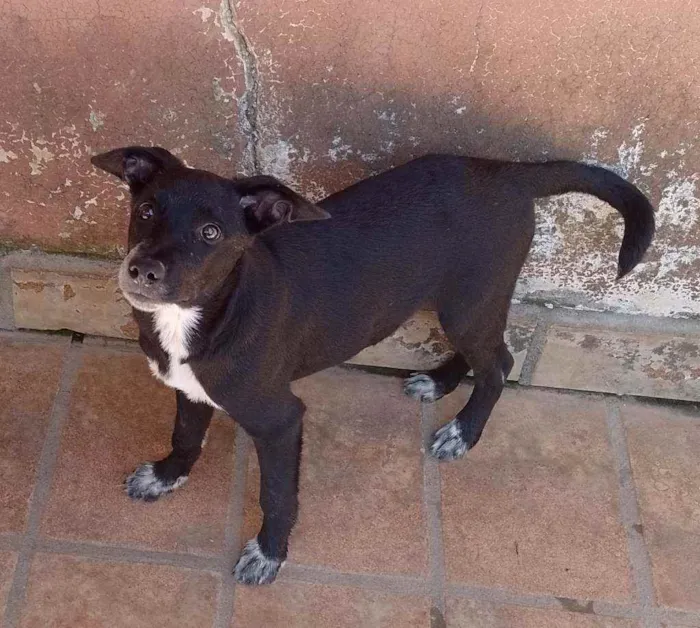 Cachorro raça Srd idade 2 a 6 meses nome Black