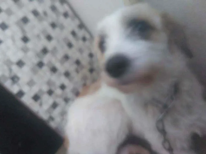 Cachorro ra a SRD idade 7 a 11 meses nome Amora