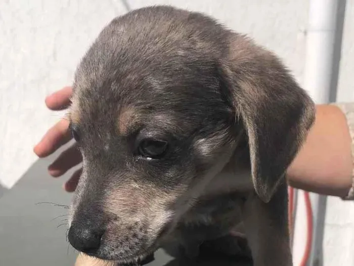 Cachorro raça SRD  idade Abaixo de 2 meses nome Sem Nome