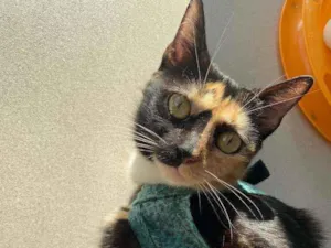Gato raça srd tricolor idade 1 ano nome ** COCKIE **