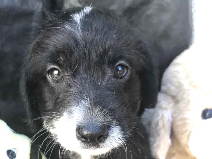Cachorro raça SRD  idade Abaixo de 2 meses nome Sem Nome