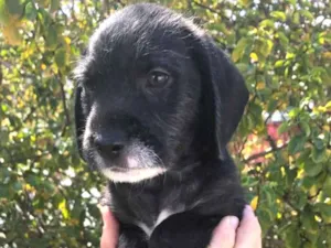 Cachorro raça SRD  idade Abaixo de 2 meses nome Sem Nome