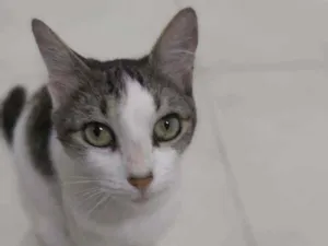 Gato raça srd idade 2 a 6 meses nome * TRUFA *