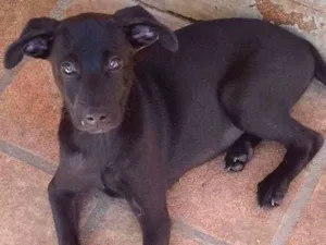 Cachorro ra a Srd idade 2 a 6 meses nome Nico