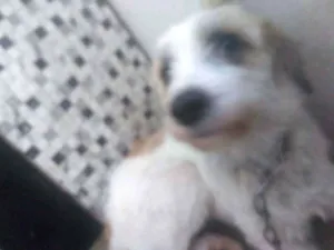 Cachorro raça SRD idade 7 a 11 meses nome Amora