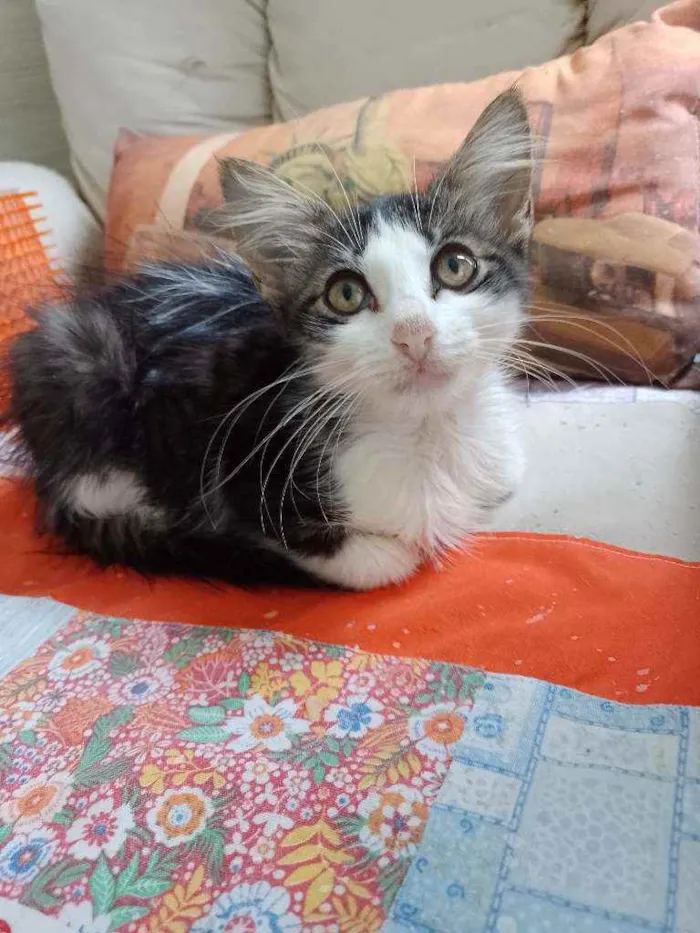 Gato raça Srd idade 2 a 6 meses nome Analua