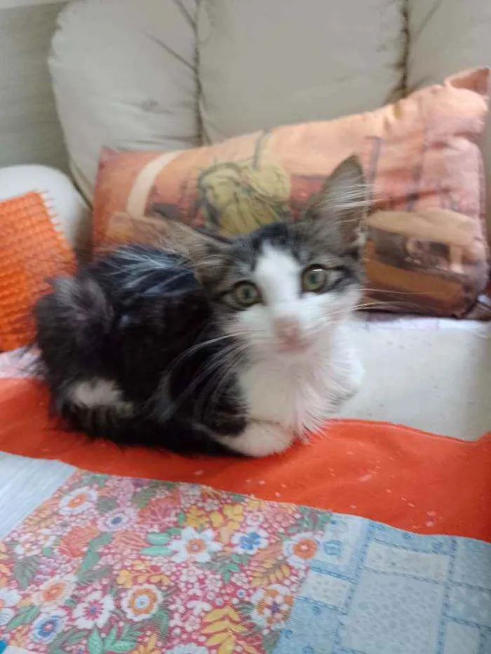 Gato raça Srd idade 2 a 6 meses nome Analua