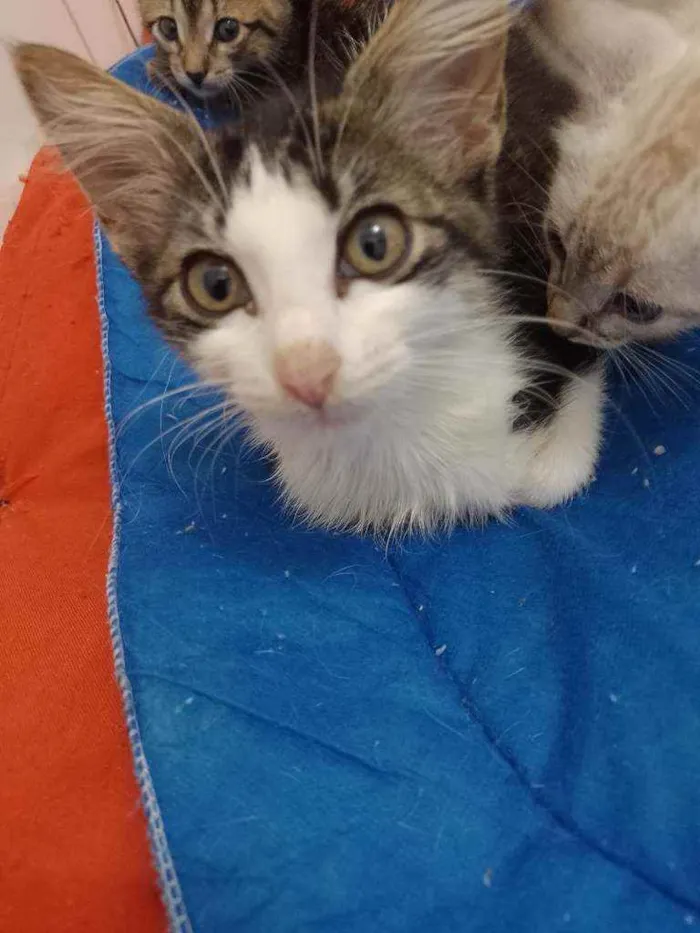 Gato raça Srd idade 2 a 6 meses nome Analua