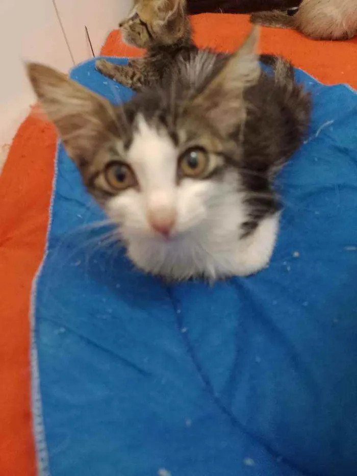 Gato raça Srd idade 2 a 6 meses nome Analua