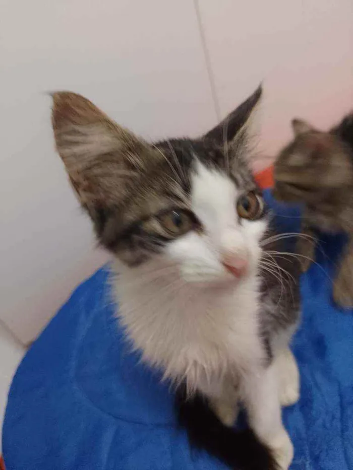 Gato raça Srd idade 2 a 6 meses nome Analua