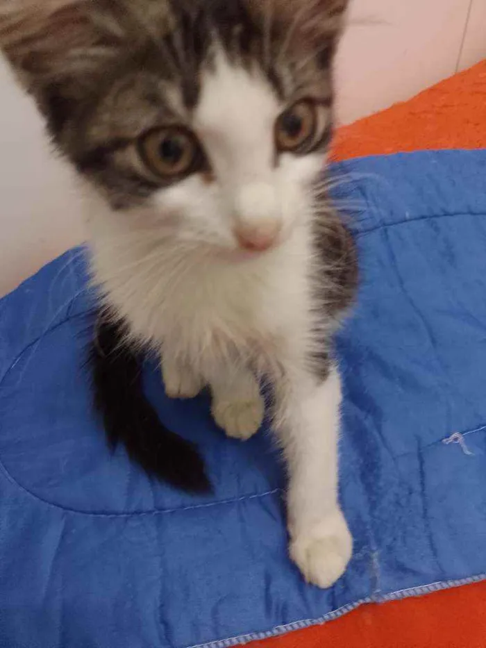 Gato raça Srd idade 2 a 6 meses nome Analua
