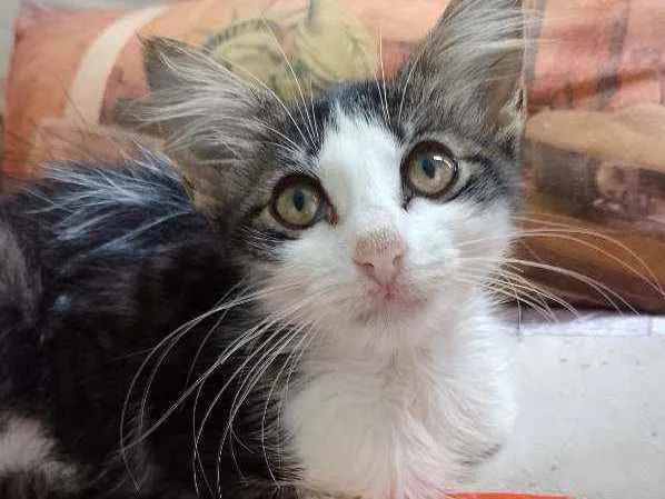 Gato raça Srd idade 2 a 6 meses nome Analua