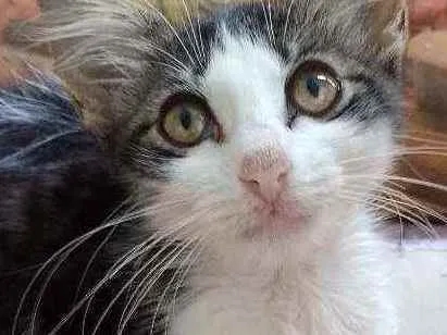 Gato raça Srd idade 2 a 6 meses nome Analua
